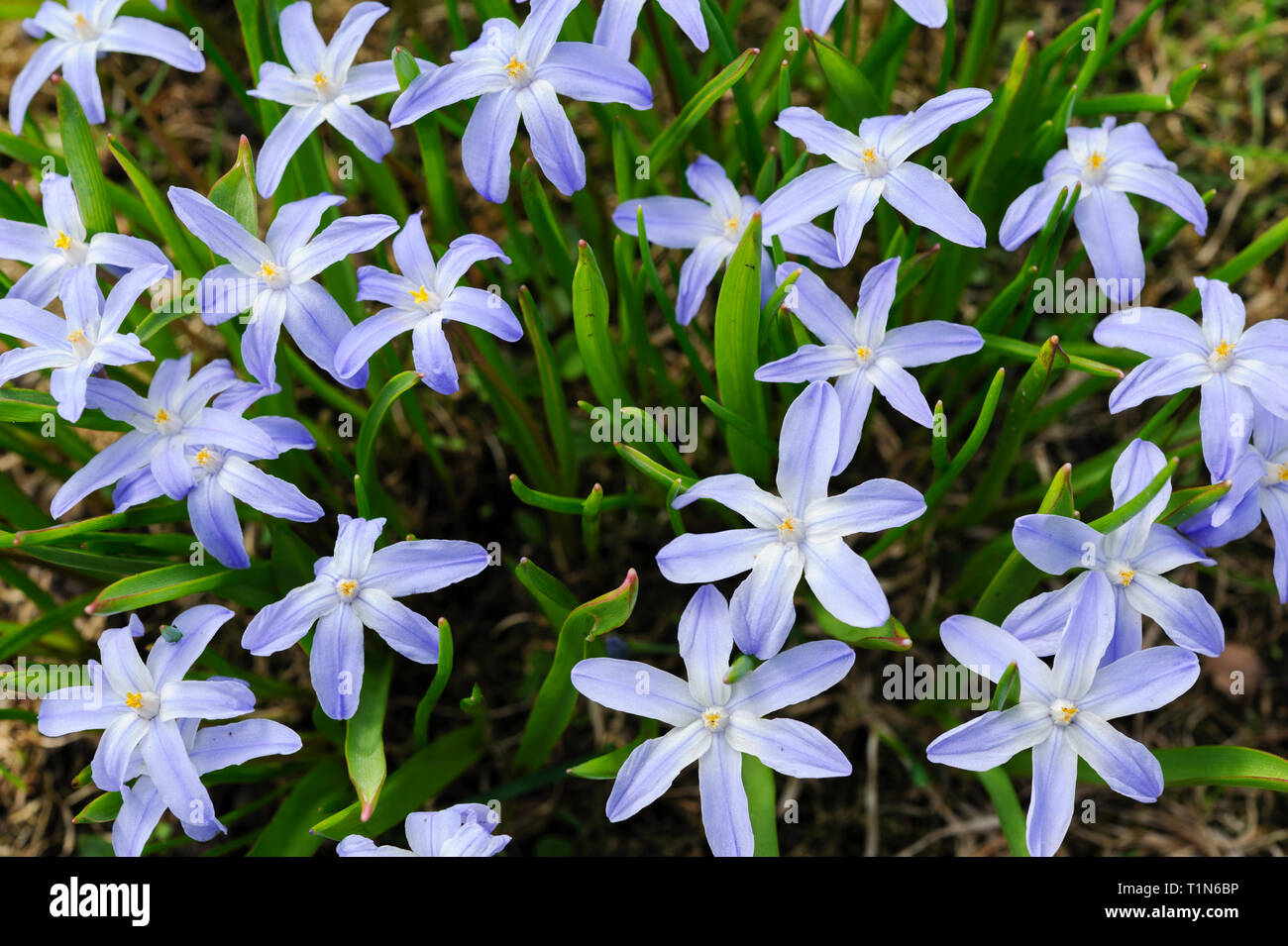 Herrlichkeit - von - die - Schnee, Scilla luciliae-, Blumen im Frühjahr Stockfoto
