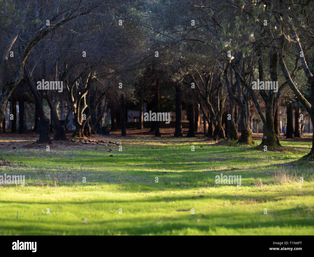 Olivenhain in Bille Park, Northern California Stockfoto