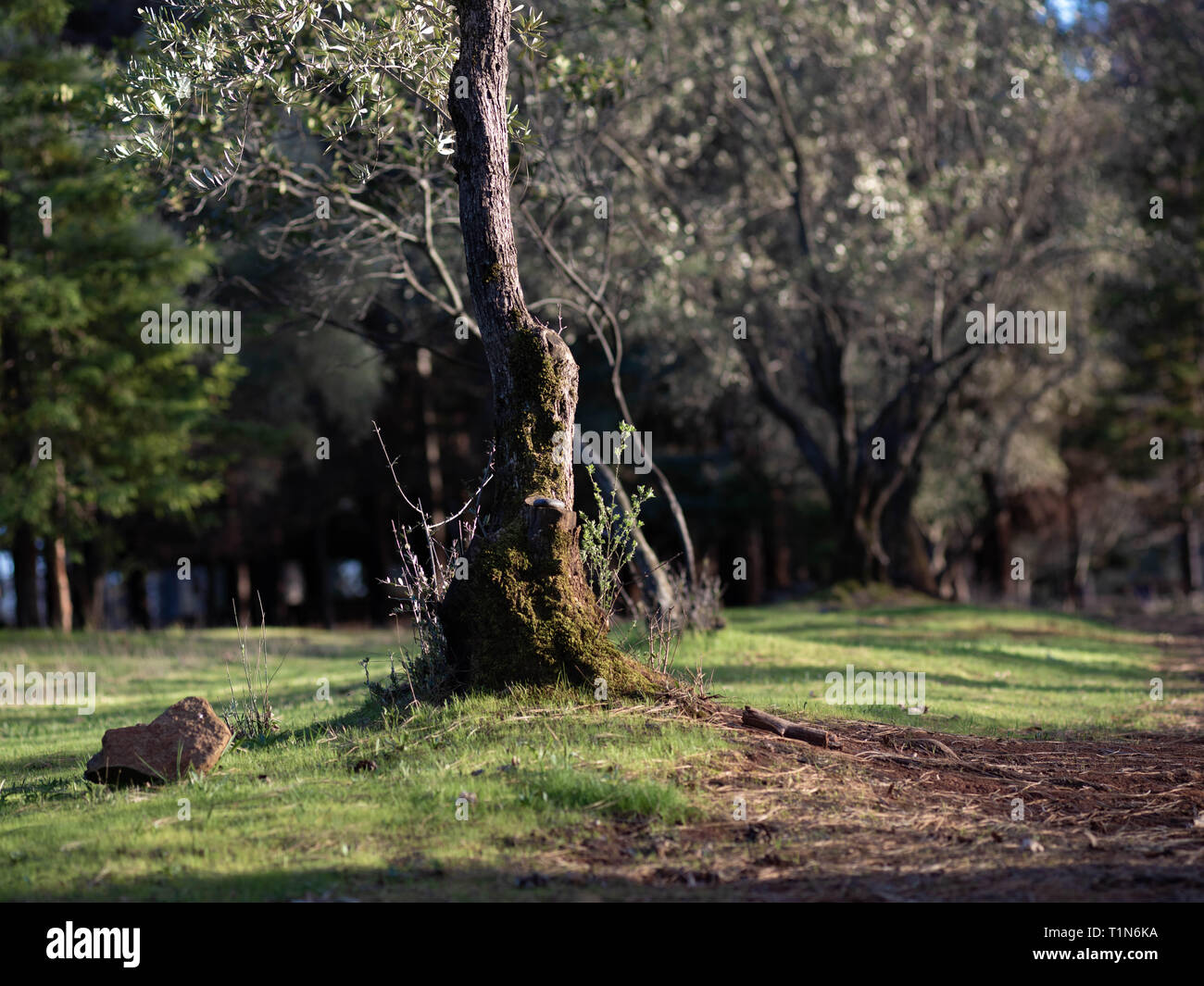 Olivenhain in Bille Park, Northern California Stockfoto