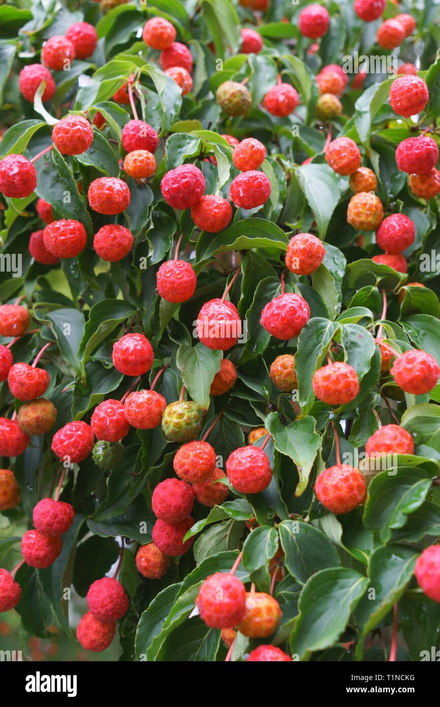 Kousa Hartriegel (Cornus kousa) Früchte im Herbst. Stockfoto