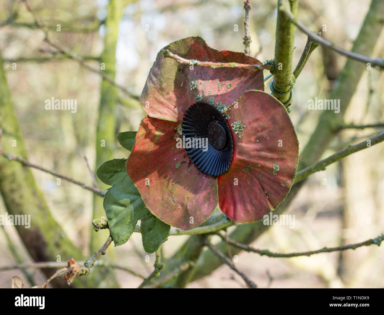 Ein einzelnes, isoliertes false künstliche Gewebe Papier alte, abgetragene Ausgeblendet verwitterten Erinnerung Symbol zum Gedenken an Poppy pin Badge thematisieren festgesteckt Zweig Stockfoto