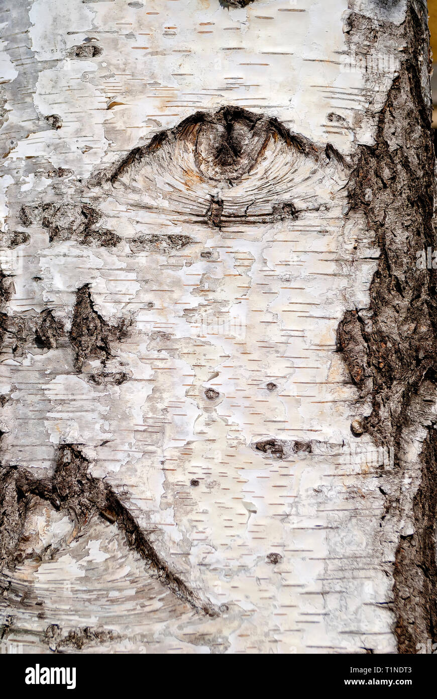Rinde eines Baumes als menschliches Gesicht geprägt; Stockfoto