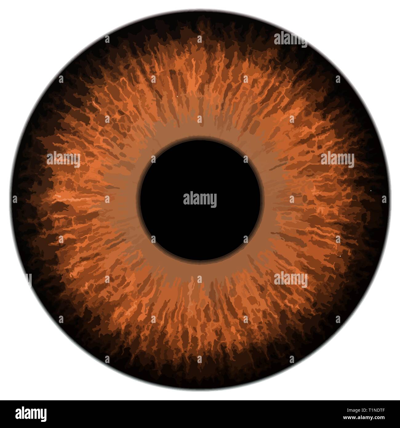 Detail vector Abbildung: ein braunes Auge iris Stock Vektor