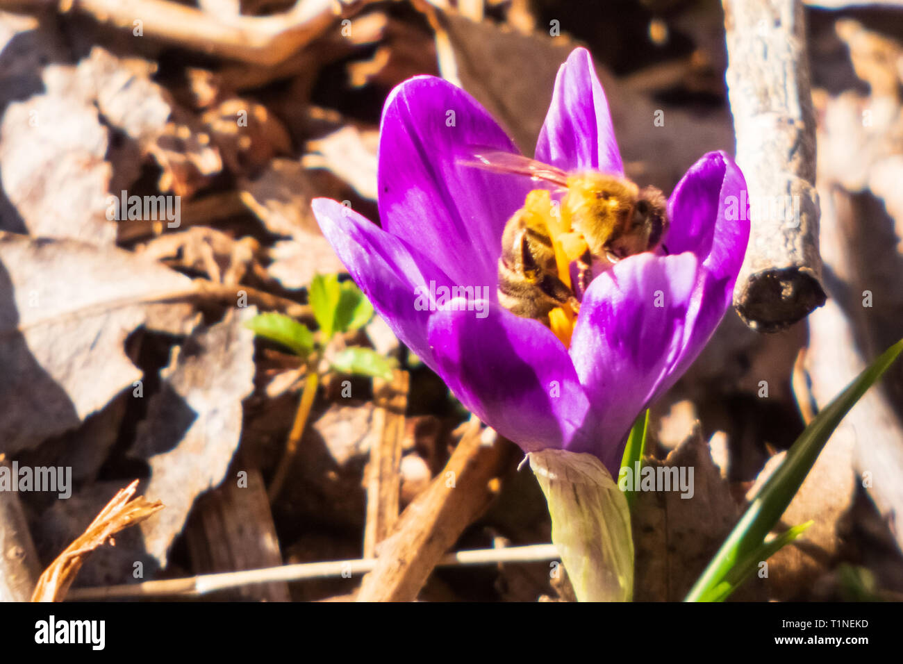 Biene bestäubt Crocus vernus Lila Blume. Crocus heuffelianus. Stockfoto