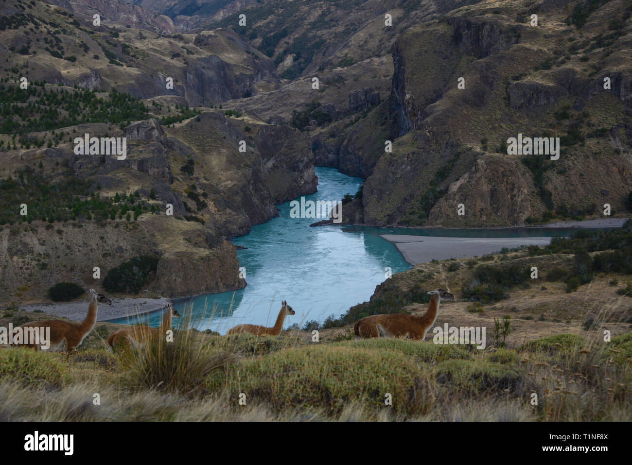 Wilde guanacos in Patagonien Nationalpark, Aysen, Patagonien, Chile Stockfoto