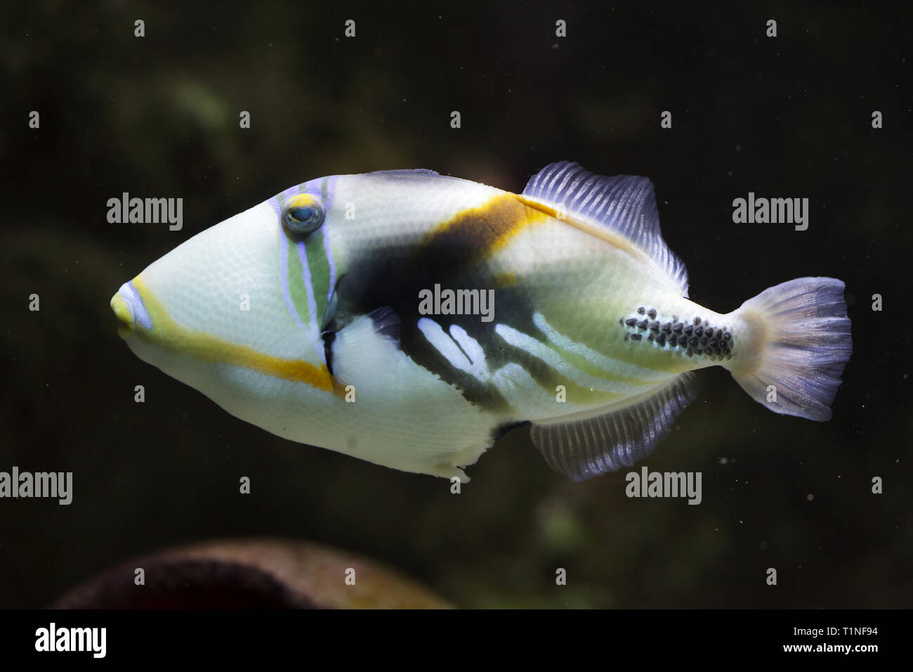 Lagune-Drückerfisch (Rhinecanthus Aculeatus), auch bekannt als der Picasso-Drückerfisch. Stockfoto