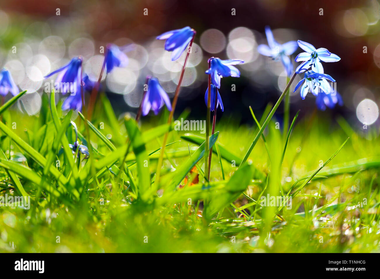 Gruppe von Violett Blau Blumen sibirische Blausterne (Scilla siberica) Hell leuchtendes in der Frühlingssonne Stockfoto