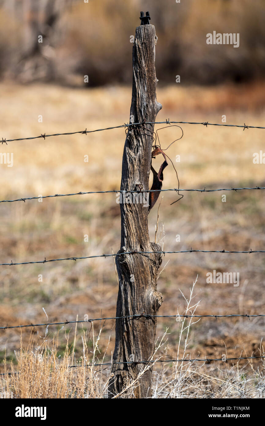 Nahaufnahme der Stacheldrahtzaun und verwitterten hölzernen Zaun Pfosten; Ranch in Colorado, USA Stockfoto
