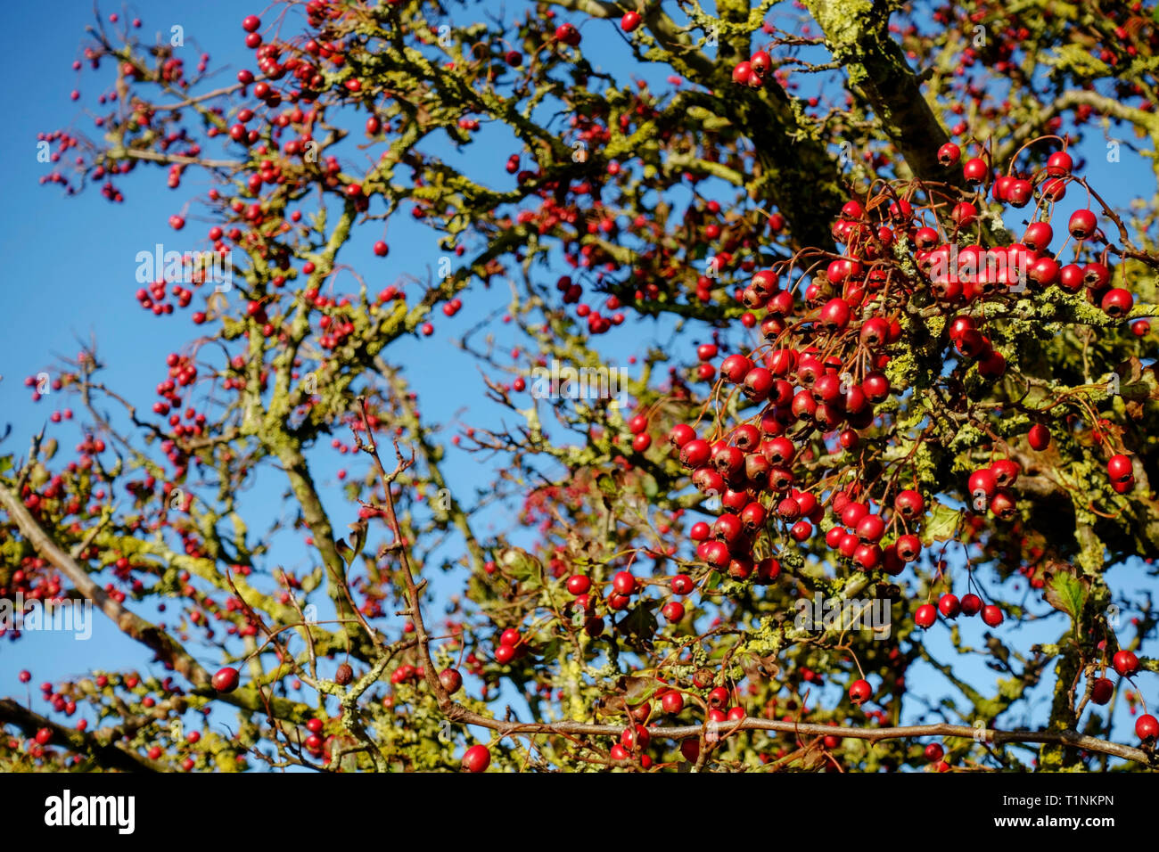Reif hawthorn Beeren oder HAWS vor blauem Himmel. Botanischer Name Rosa Moschata Stockfoto