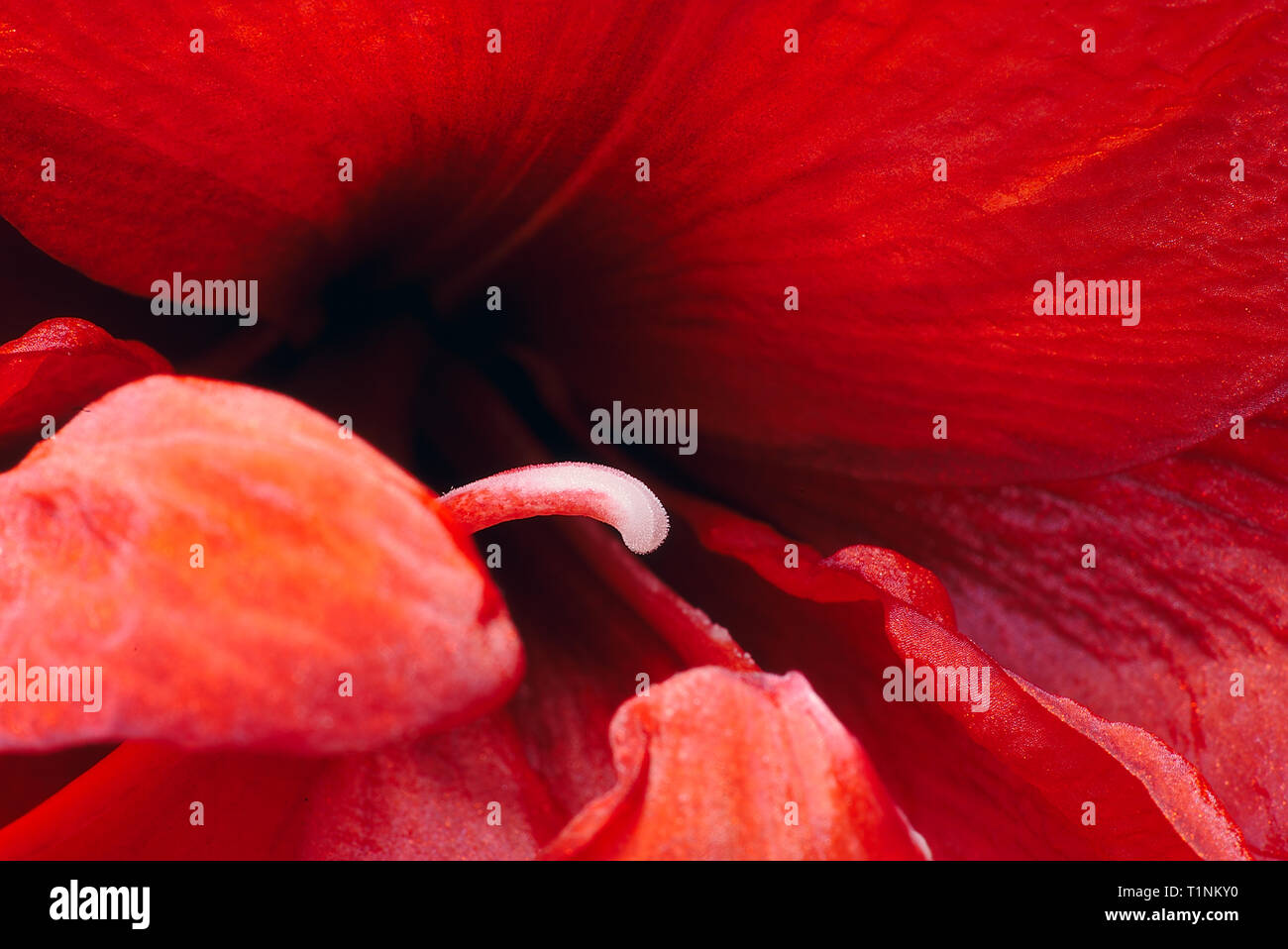 In der Nähe der Griffel eines roten Amaryllis, Blume Stockfoto