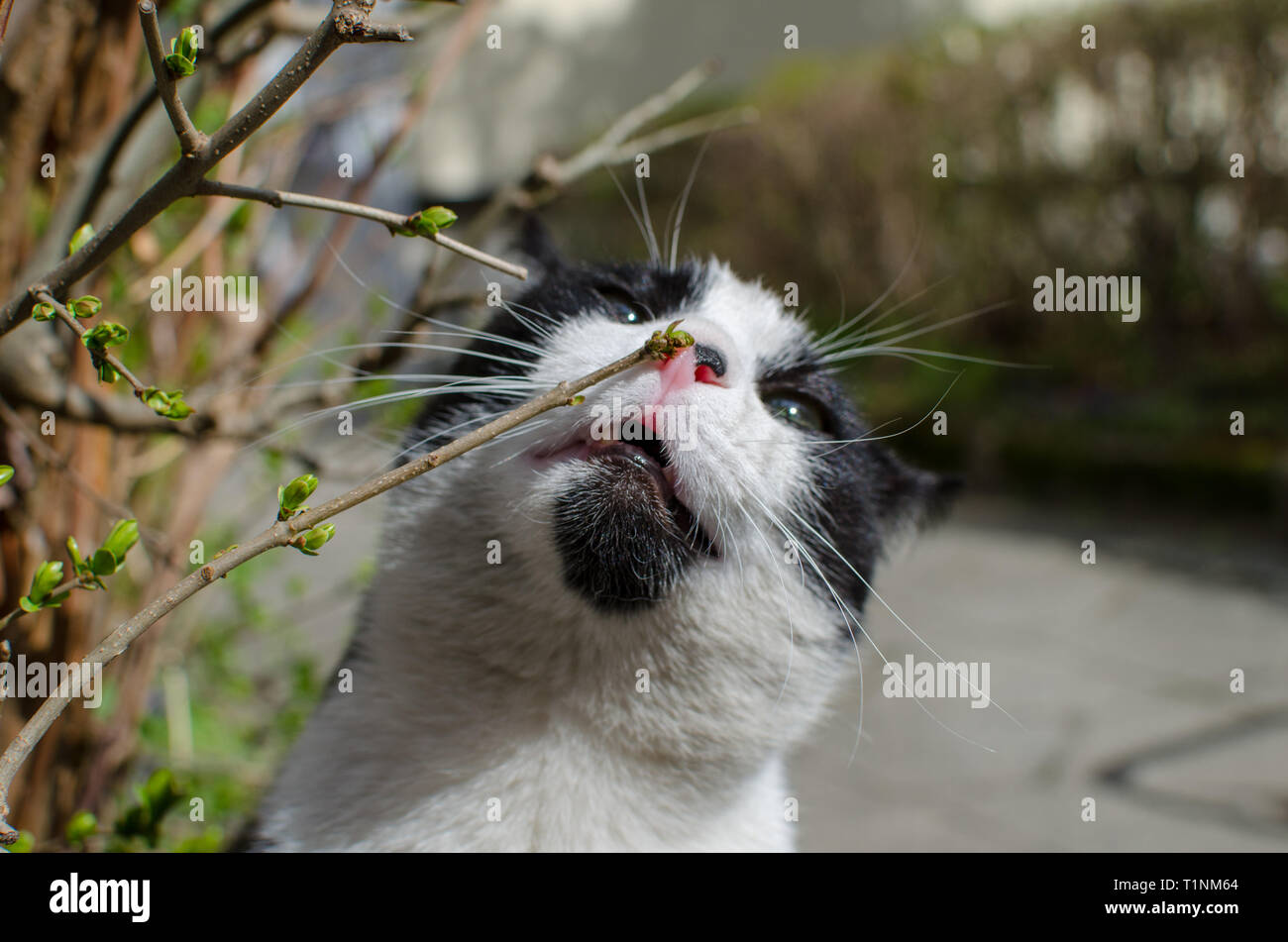 Schwarze und weiße Katze schnuppert Zweig mit erste grüne Blätter im Frühling. Stockfoto