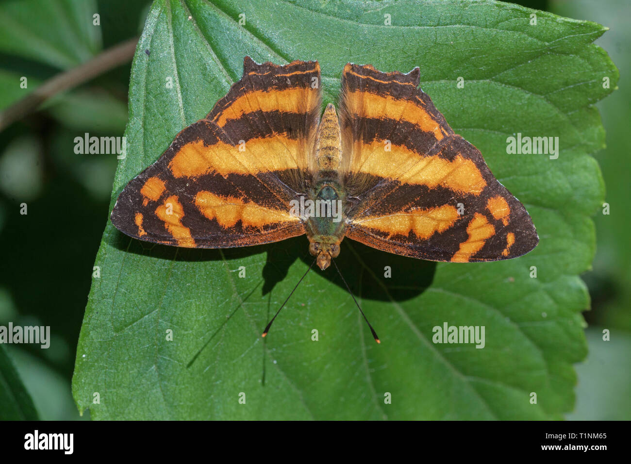 Gemeinsame Jester auf grünes Blatt, Symbrenthia lilaea khasiana, Satakha, Nagaland, Indien Stockfoto