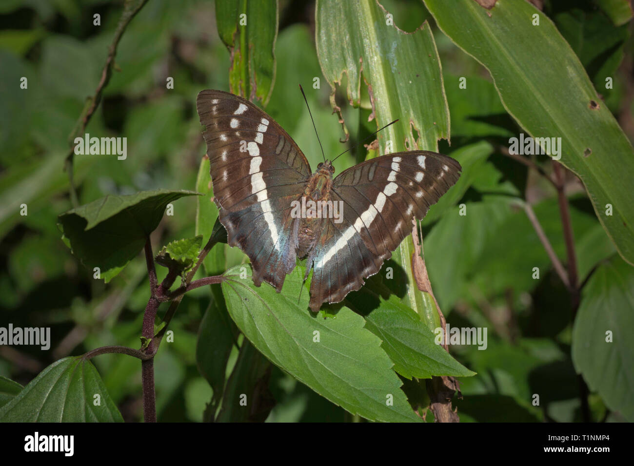 Himalayan französischen Herzog, Euthalia franciae franciae, Satakha, Nagaland, Indien Stockfoto