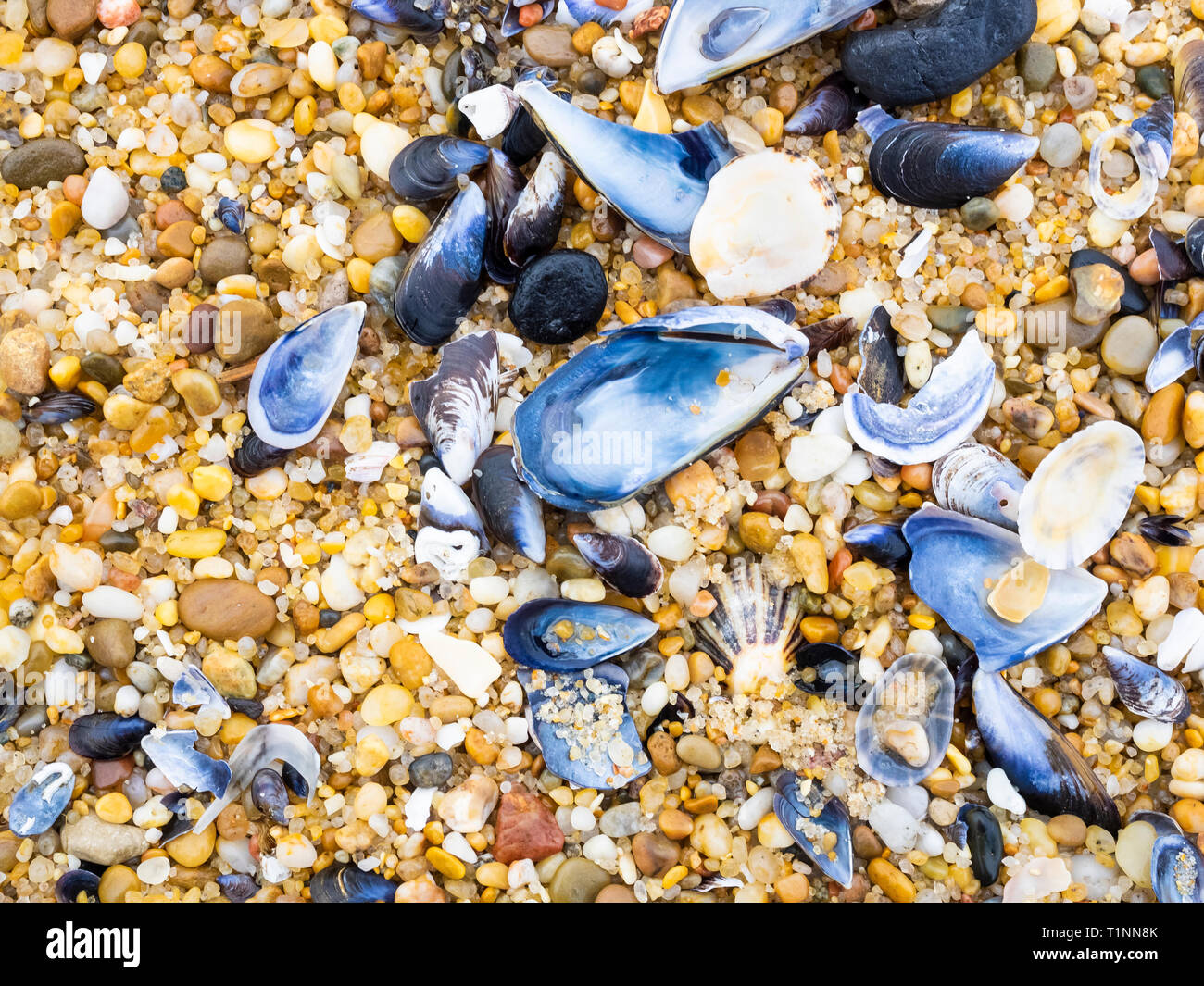 Muscheln am Strand Stockfoto