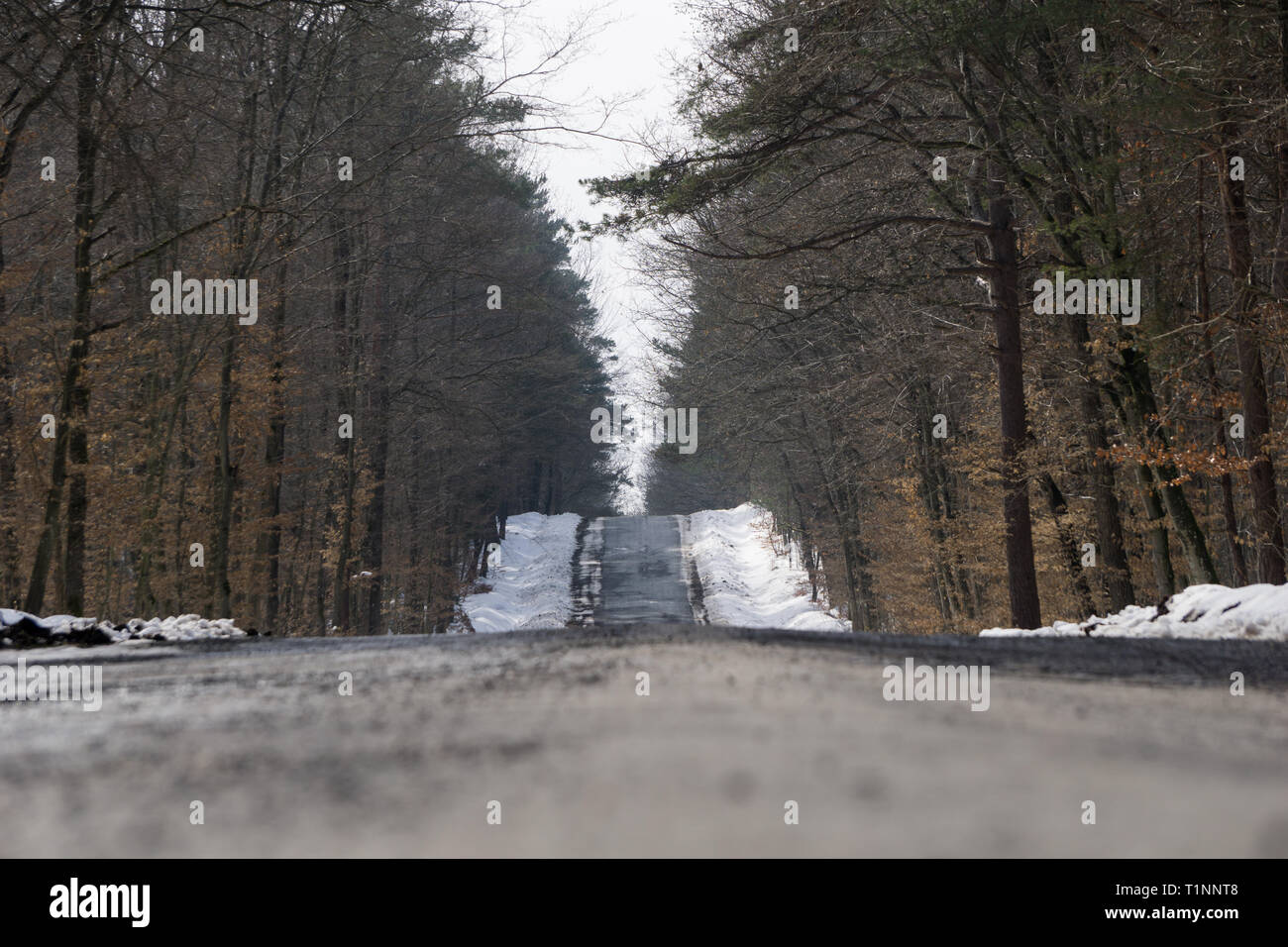Kreuzung durch den Wald im Winter Stockfoto