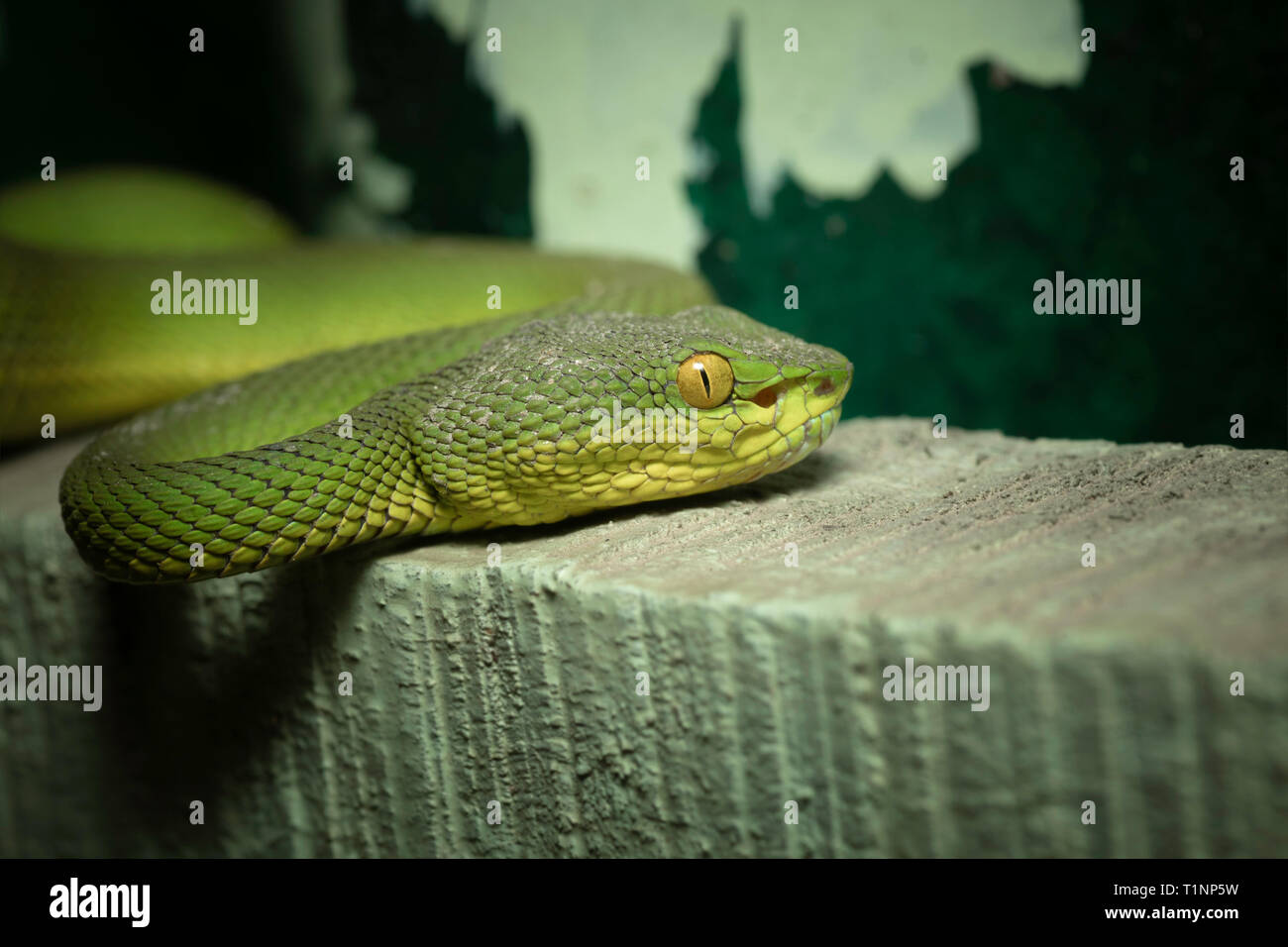 Leiter des Red-tailed Bamboo Pit Viper, ein älterer Name erythrurus, Sunderbans, West Bengal, Indien Stockfoto