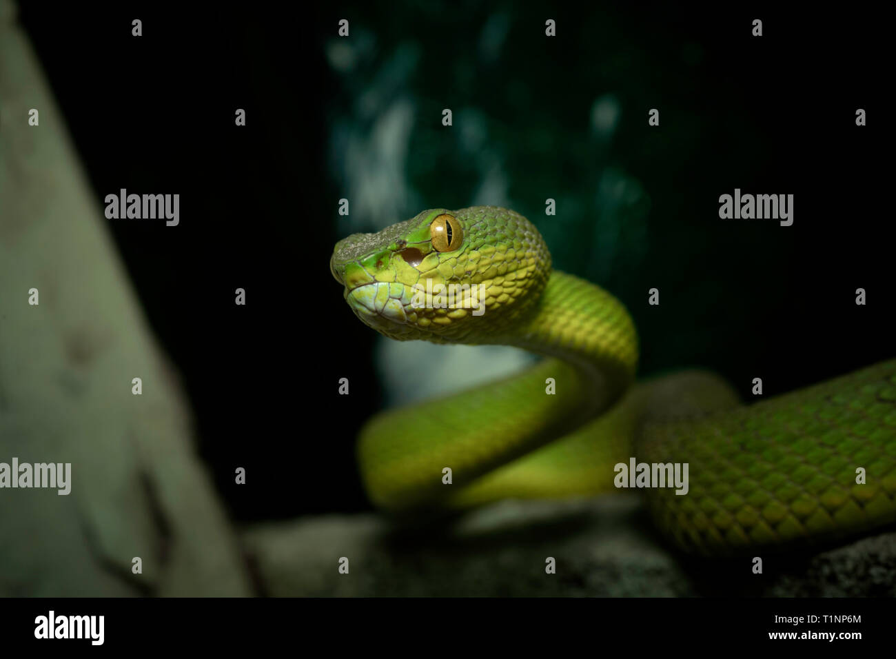 Kopf hoch in der Nähe von Red-tailed Bamboo Pit Viper, ein älterer Name erythrurus, Sunderbans, West Bengal, Indien Stockfoto