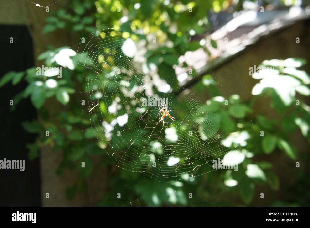 Spinnennetz mit Spinne im Garten in der Sonne Stockfoto