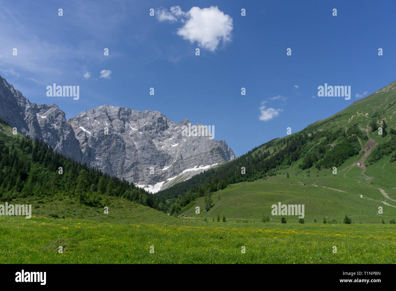 Schöne Weide mit Löwenzahn in den Alpen Stockfoto