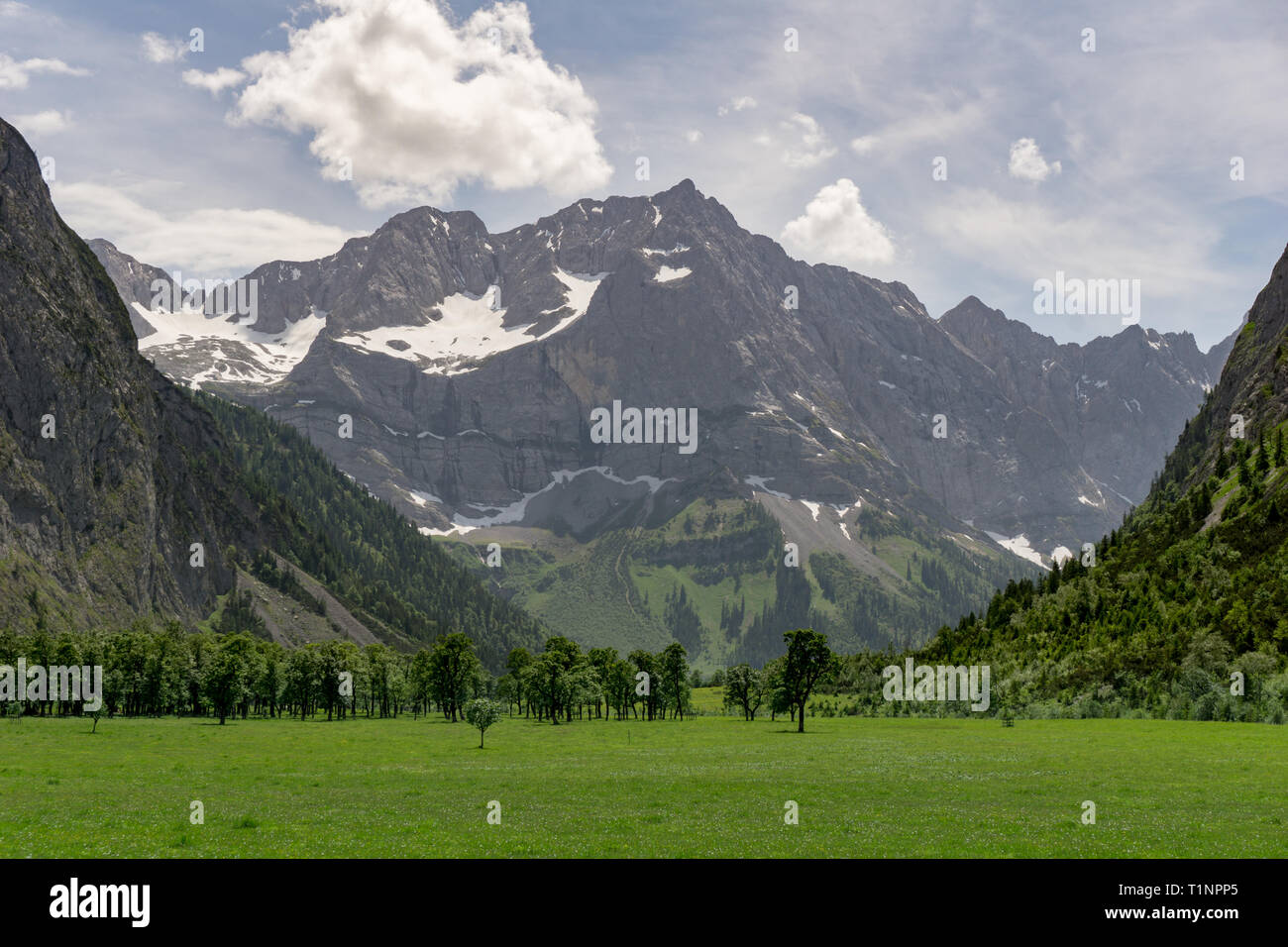 Ahorn Wachstum in den österreichischen Alpen Stockfoto
