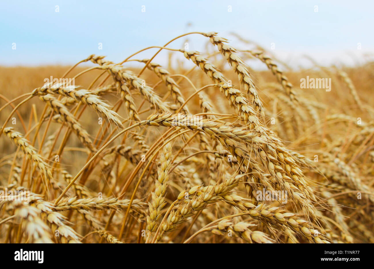 Reife Weizenähren auf dem Weizenfeld closeup Stockfoto