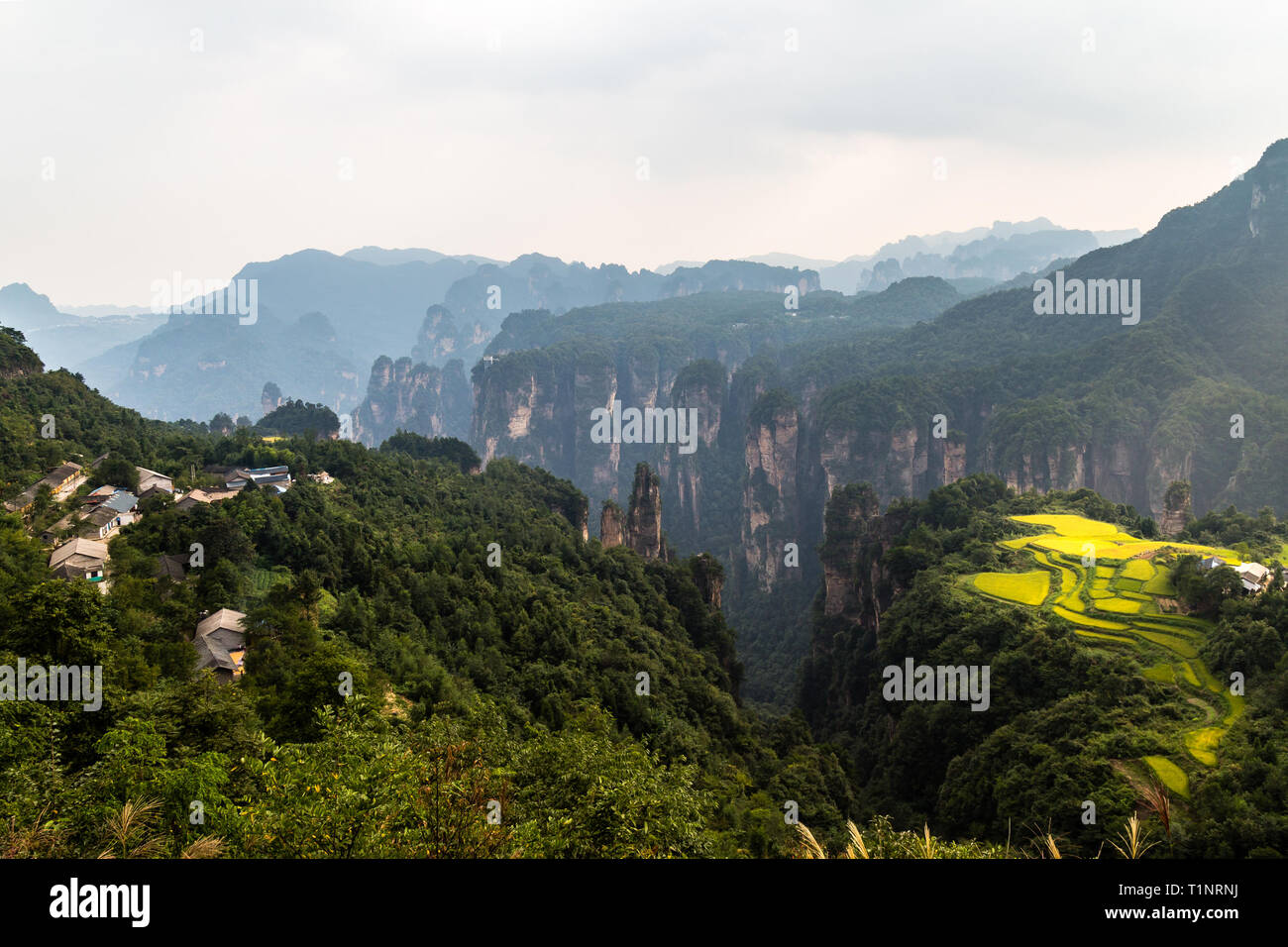 Reisfeld Terrassen und Laowuchang Village Panorama in Yuanjiajie Bereich der Landschaftspark Wulingyuan gelegen Nationalpark Zhangjiajie, China. Dieser National Park Av inspiriert Stockfoto