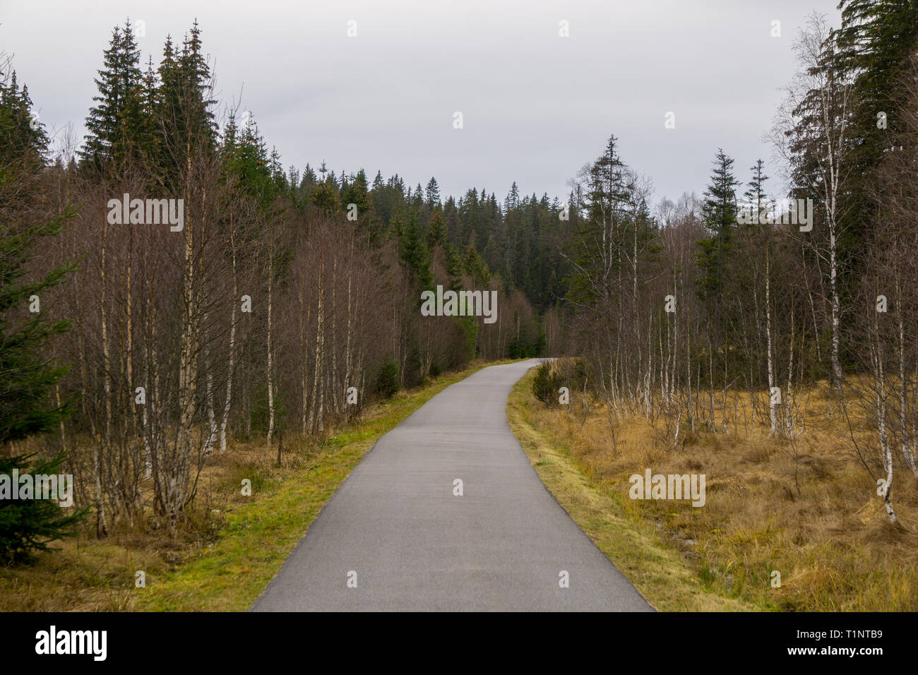 Straße durch einen Wald in Europa Stockfoto