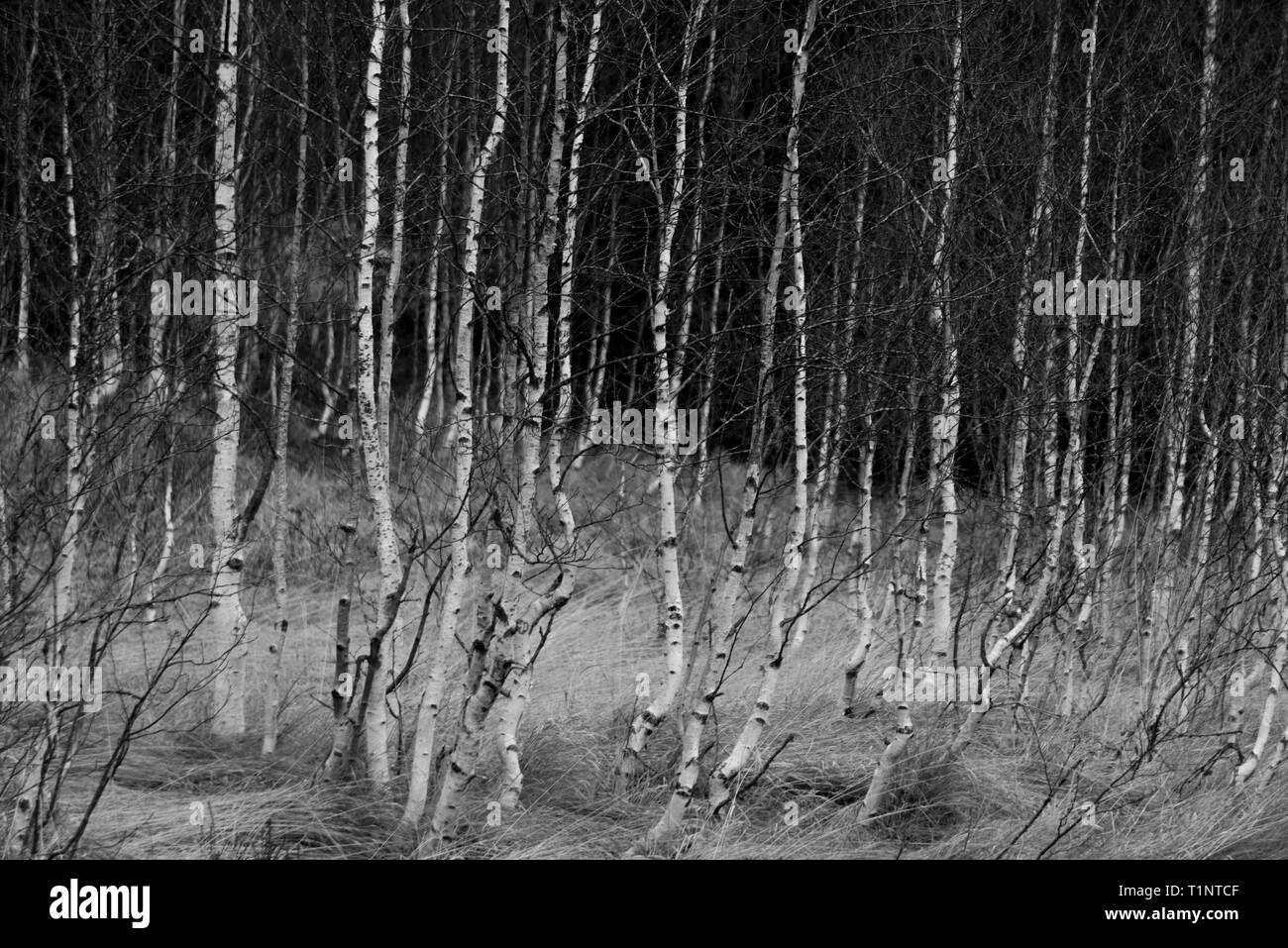 Schwarze und weiße Schoß der kleinen Birke Setzlinge in einem Feld Stockfoto