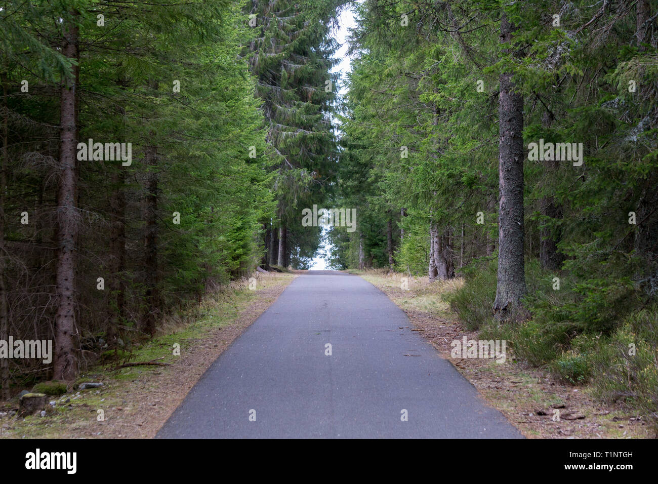 Straße seine Weise durch einen Nadelwald Stockfoto