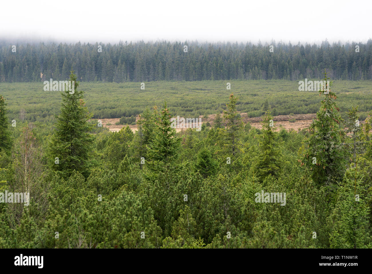 Wilde Landschaft mit nebligen Wald im Hintergrund Stockfoto