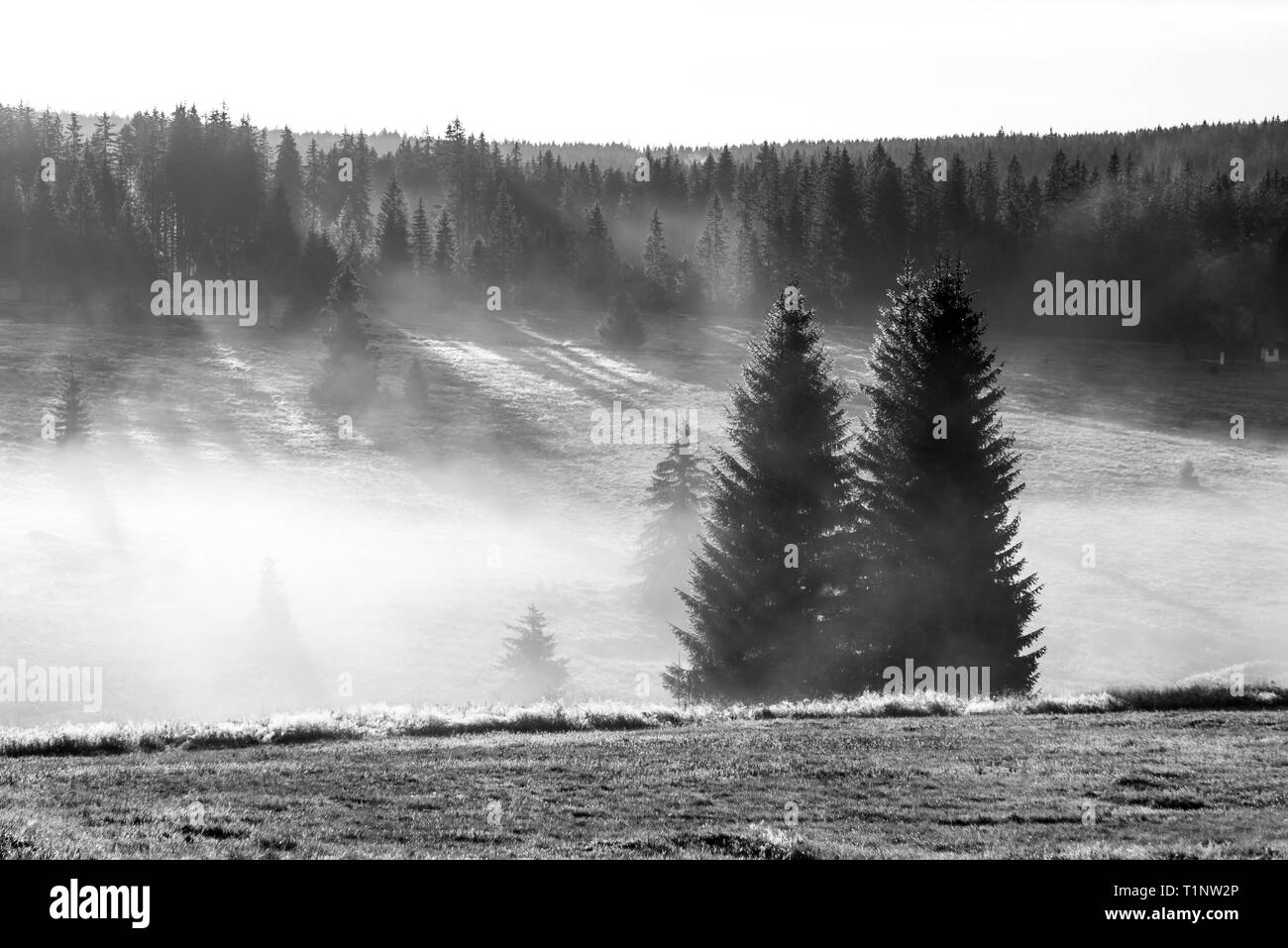 Schwarz und Weiß von Fichten Aalen in der frühen Sonnenstrahlen an einem kalten Herbstmorgen Stockfoto