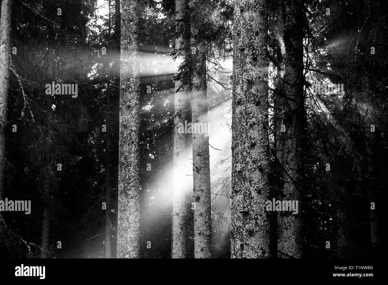 Schwarz und Weiß der Sonnenstrahlen durch die Bäume in den Wald Stockfoto