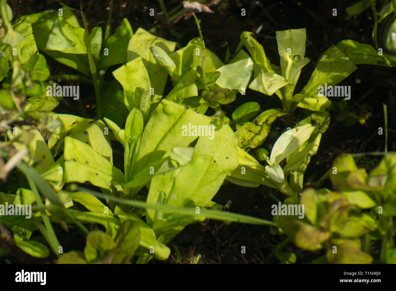 Teich Pflanzen mit Blättern gefaltete von weiblichen Great crested Newt (Triturus cristatus) ihre Eier in einer Zucht Teich zu schützen im März, Großbritannien Stockfoto