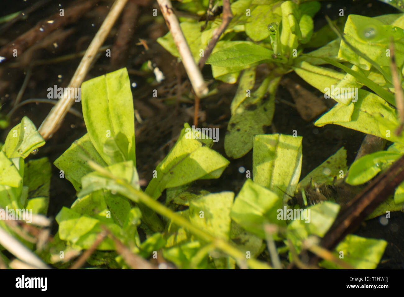 Teich Pflanzen mit Blättern gefaltete von weiblichen Great crested Newt (Triturus cristatus) ihre Eier in einer Zucht Teich zu schützen im März, Großbritannien Stockfoto