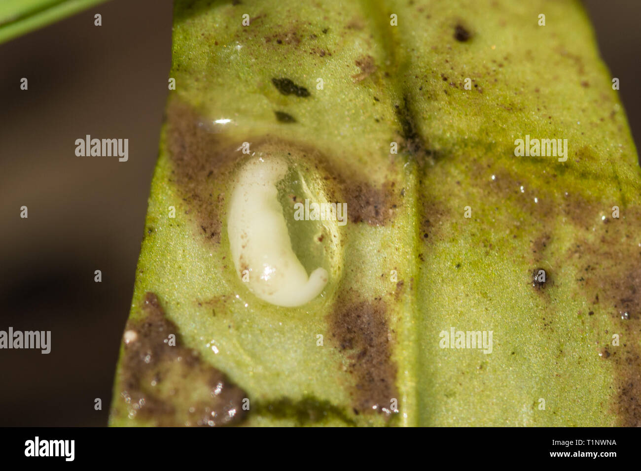 Great crested Newt (Triturus cristatus) Ei mit Embryo Entwicklung auf eine Pflanze, Blatt in einer Zucht Teich im März oder die Feder, Großbritannien Stockfoto