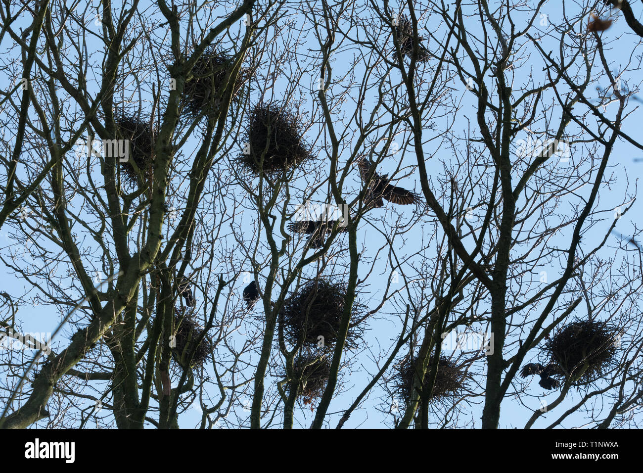 Ein rookery in den Wipfeln der Bäume im Frühling mit saatkrähen (Corvus frugilegus) um ihre Nester fliegen. Vogelkolonie, UK. Stockfoto