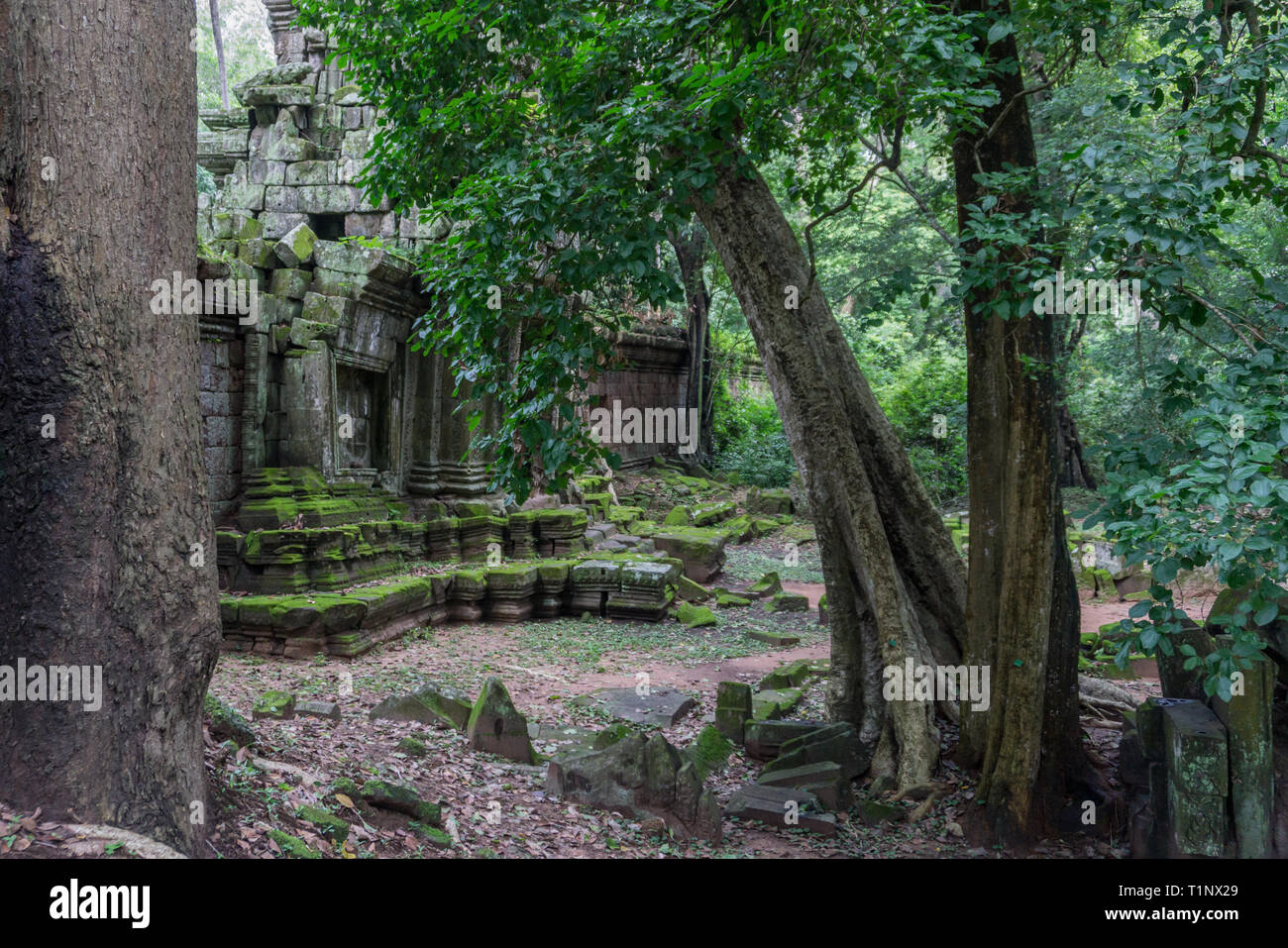 Überwucherten Ruinen von Angkor Wat in der Nähe von Siem Reap, Kambodscha Stockfoto
