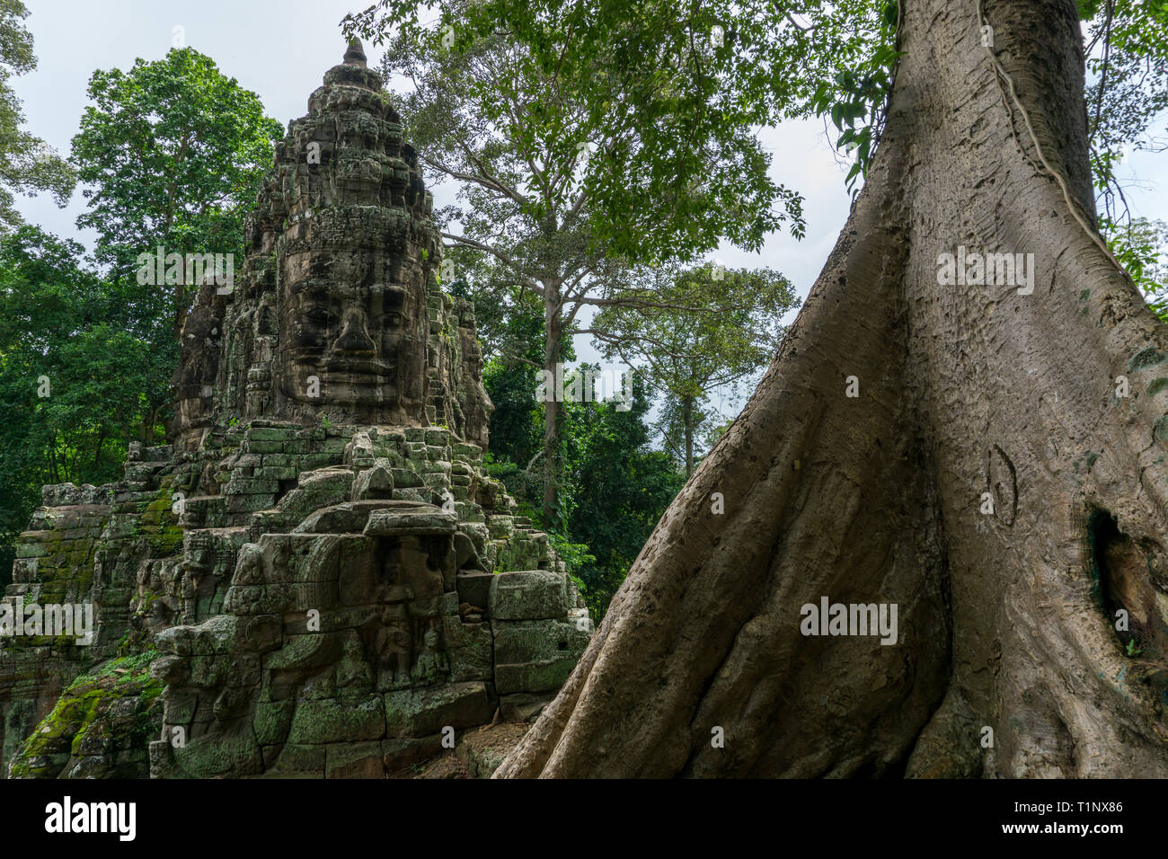Die reich verzierten nördlichen Tor zum Angkor Thom Tempel mit einem großen tropischen Baum im Vordergrund. Stockfoto