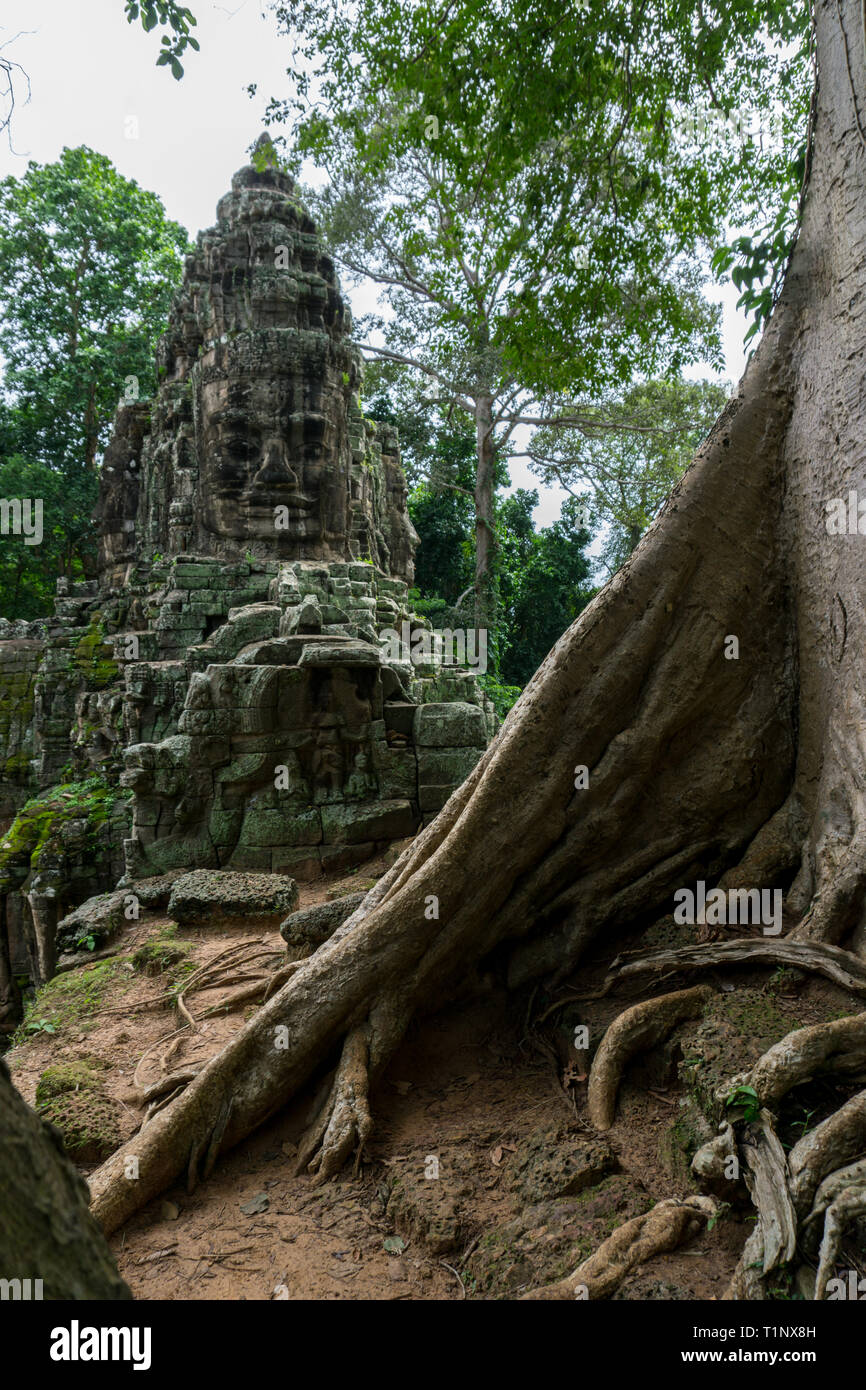 Massive tropischen Baumstamm mit Angkor Ruinen im Hintergrund Stockfoto