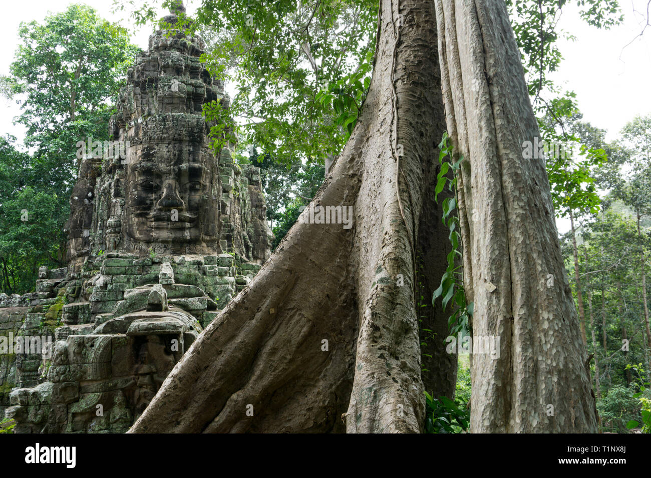 Großen Dschungel Baum mit roten Khmer Ruinen im Hintergrund Stockfoto