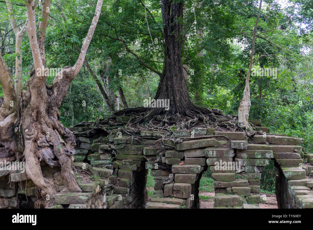Bäume mit großen Wurzeln gewachsen auf Ruinen am Angkor Wat Complex Stockfoto