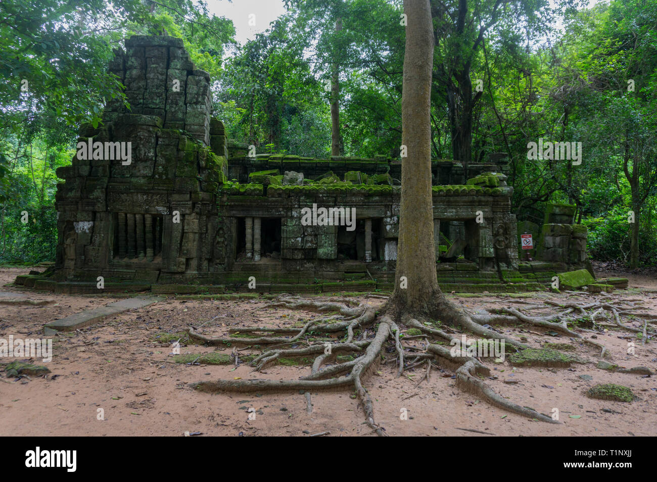 Baum mit großen Wurzeln vor einem Moos bedeckt Tempel Angkor archäologische Stätte Stockfoto