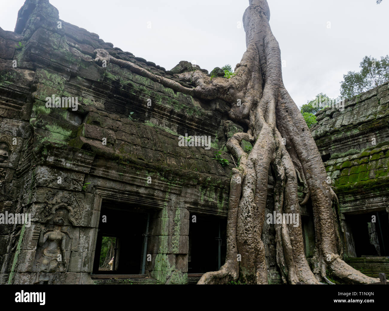 Riesige Baum über die Wände zu Ta Prohm Tempel wachsende Stockfoto