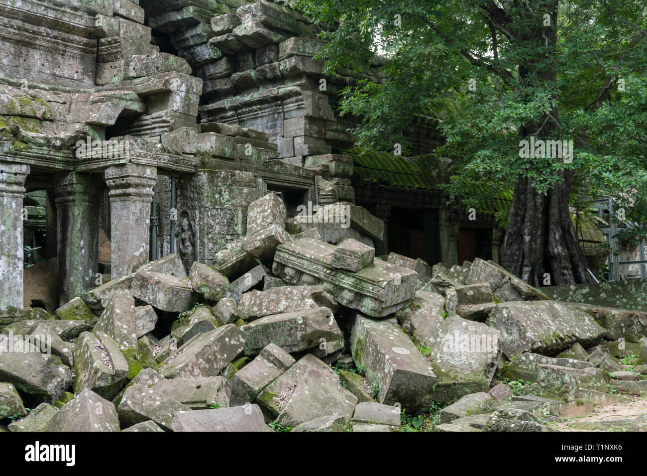 Khmer Ruinen am Ta Prohm Tempel Stockfoto