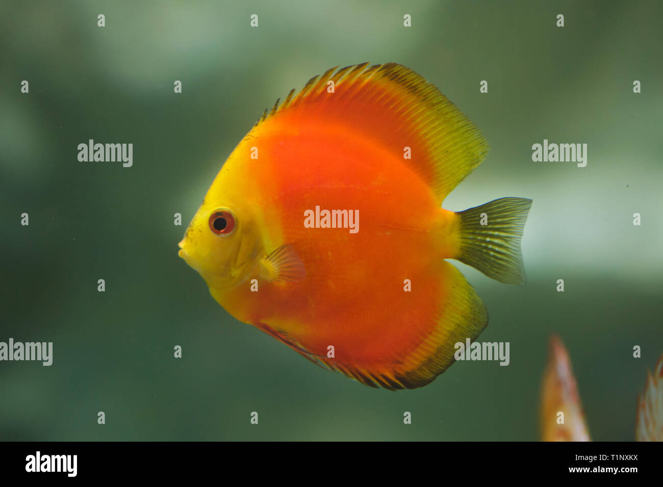 Red Marlboro Diskus (Symphysodon aequifasciatus). Süßwasserfische. Stockfoto
