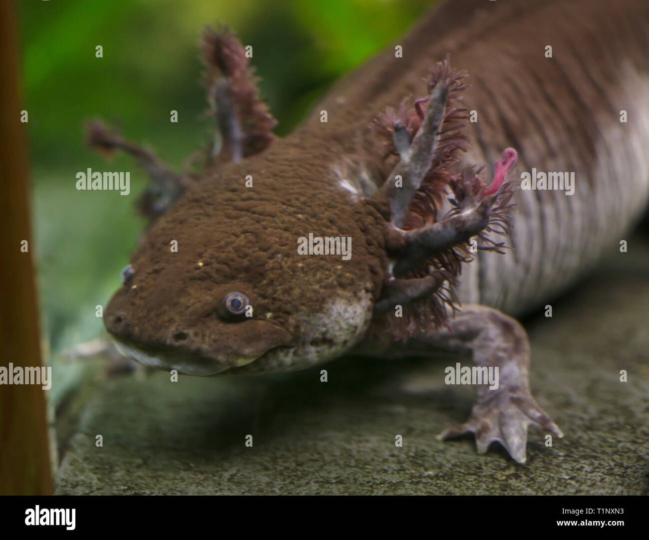 Axolotl (Ambystoma mexicanum), die auch als DAS bekannt ist. Stockfoto