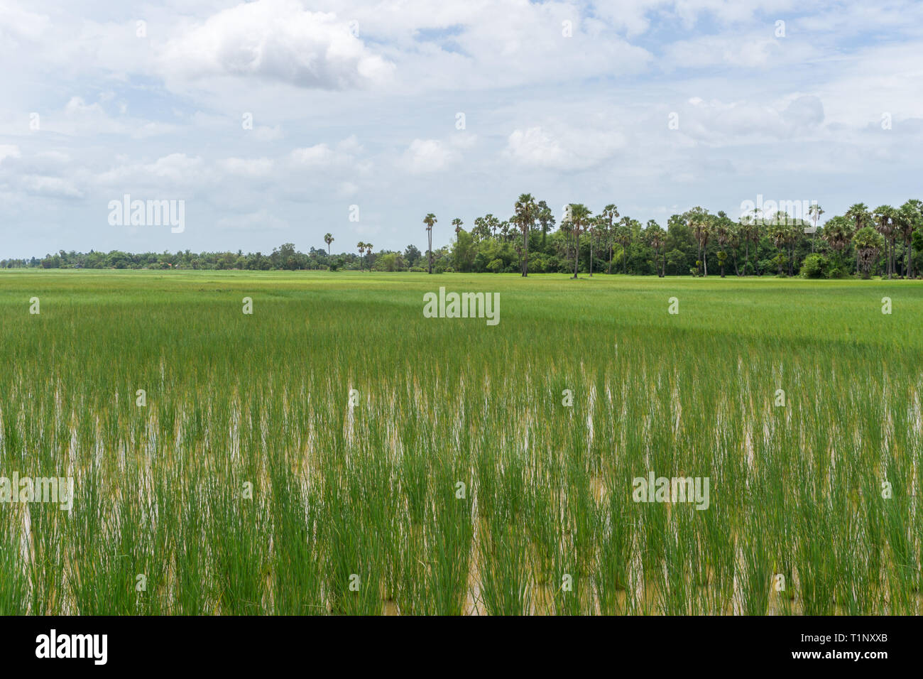 Riesige Reisfelder im ländlichen Kambodscha in der Nähe der Stadt Siem Reap Stockfoto