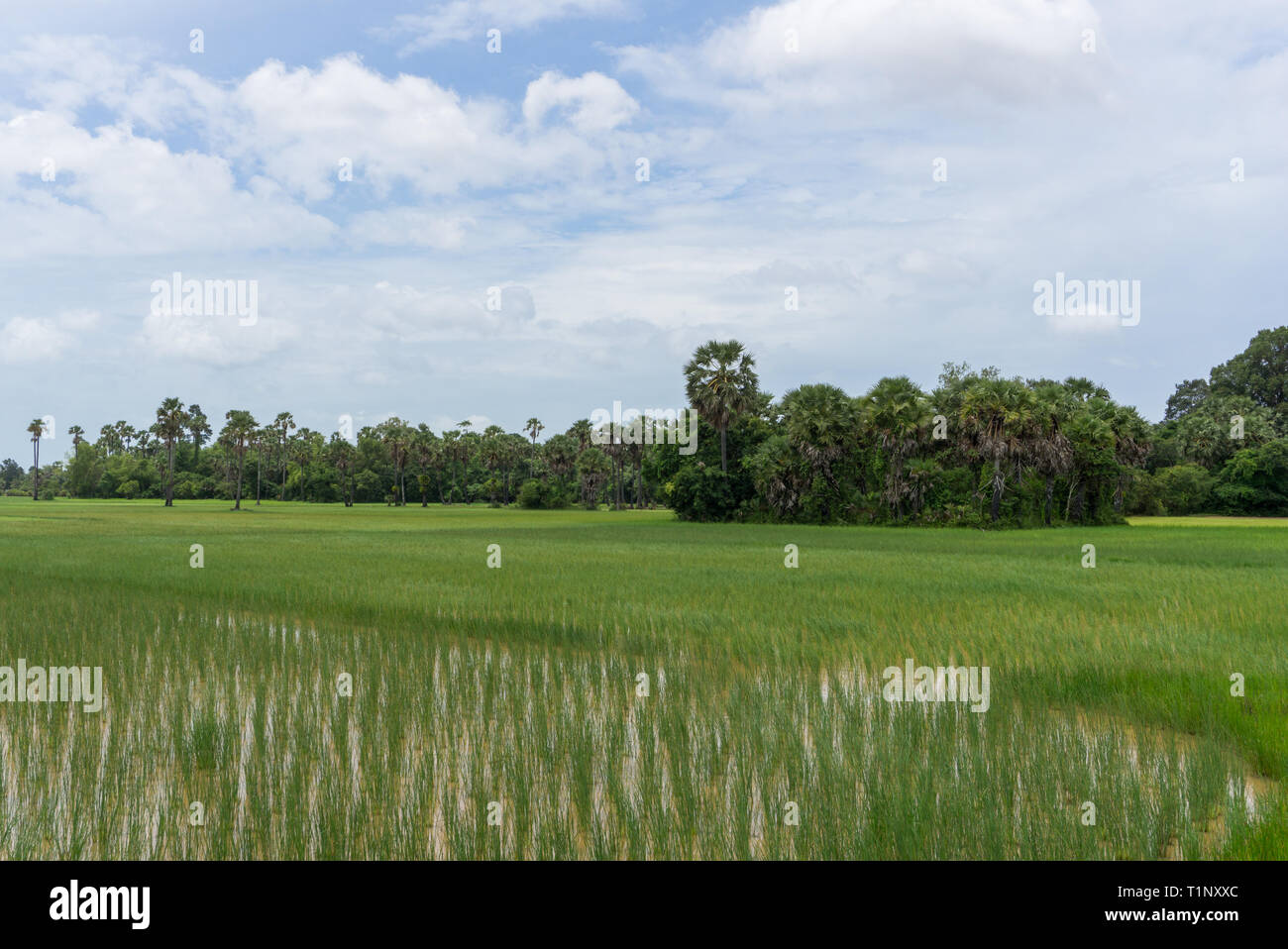 Schöne Reisfelder in der Landschaft von Kambodscha Stockfoto