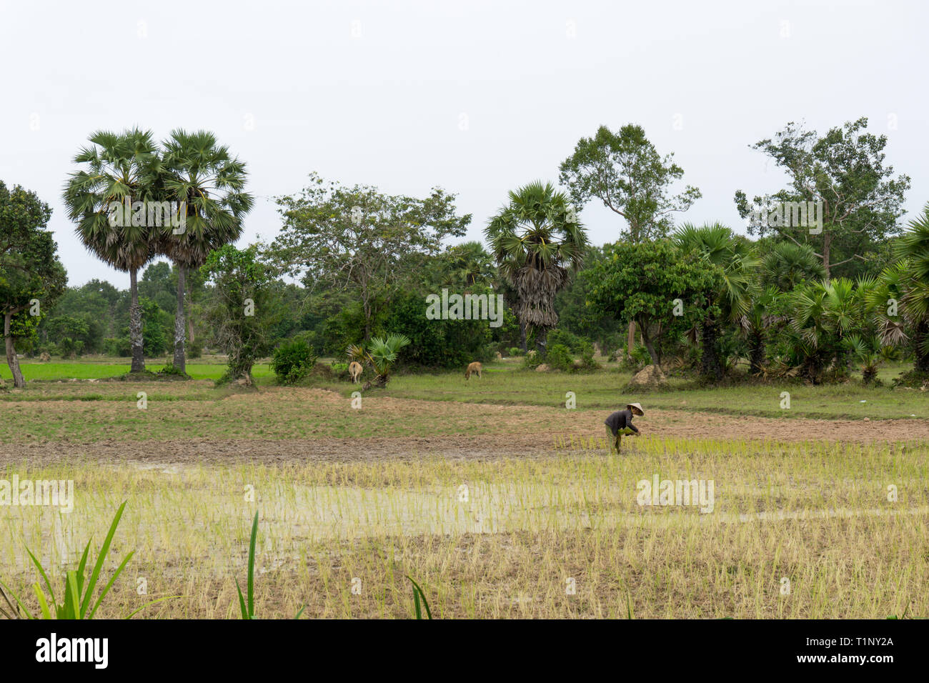 Siem Reap, Kambodscha - Juli 22, 2018: Native kambodschanischen Bäuerin pflanzen Reis in das Feld Stockfoto