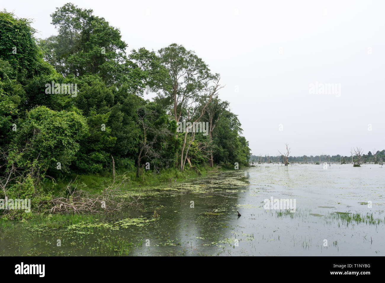 Der Dschungel erfüllt die Feuchtgebiete in Südostasien Stockfoto
